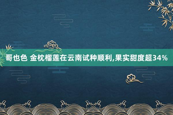 哥也色 金枕榴莲在云南试种顺利，果实甜度超34%